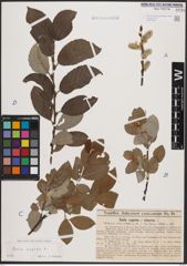 Foto von Salix caprea L.